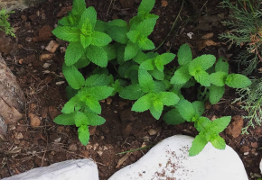 Piante aromatiche nella serra: menta, menta piperita e molto altro