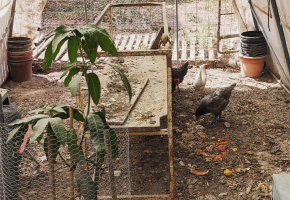 Invernadero como gallinero: refugio comodo y protegido