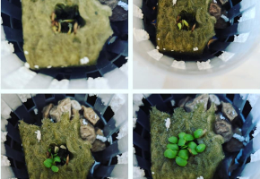 Semi in lana di roccia: come germinare senza terreno
