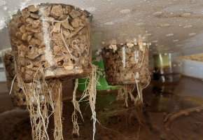 Raices en hidroponia: por que crecen tan sanas
