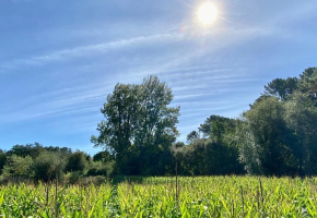 Gemüse Sonne und Schatten: Wie man richtig wählt