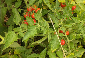 Pomodoro ciliegia in serra: cuidados e raccolta