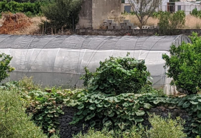 Serra grande nell'orto: più produzione e comodità