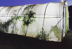 Invernadero con luz: como cultivar en los dias cortos
