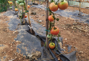Tomatenpflanzen mit wenigen Blättern: Warum man so schneidet