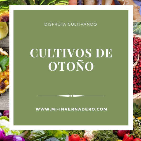 O que plantar no outono: guia simples para uma horta produtiva