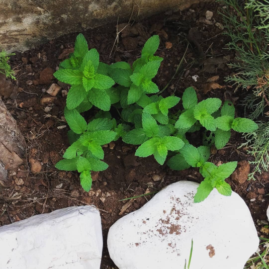 Piante aromatiche nella serra: menta, menta piperita e molto altro