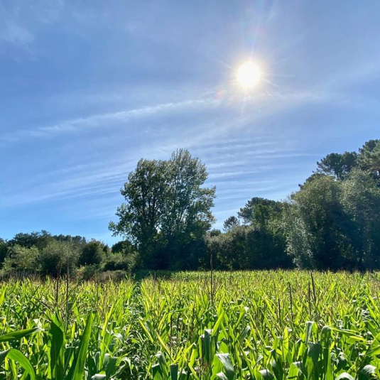 Hortalizas de sol y de sombra: como elegir bien