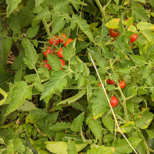 Tomate cereja na estufa: cuidados e colheita