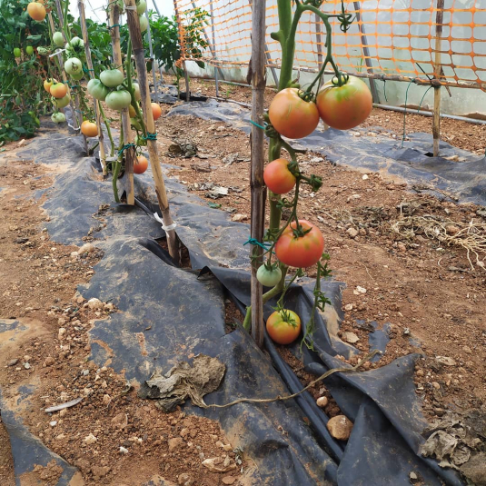 Tomates avec peu de feuilles: pourquoi on élagué comme ça